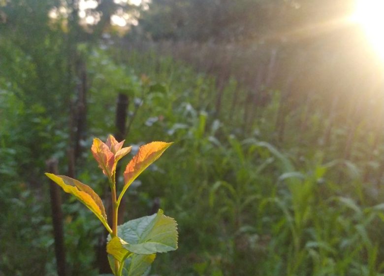 Visites producteurs – L’Oasis de Mathieu