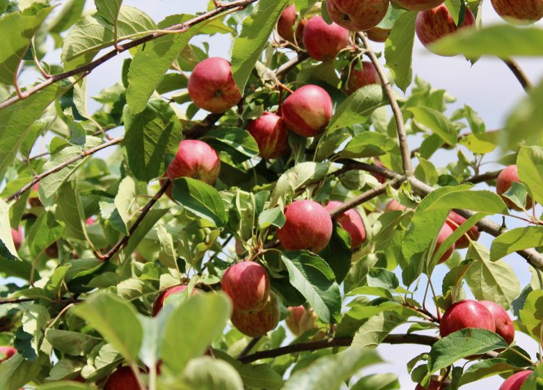 Cueillette de fruits au Domaine de Brandois