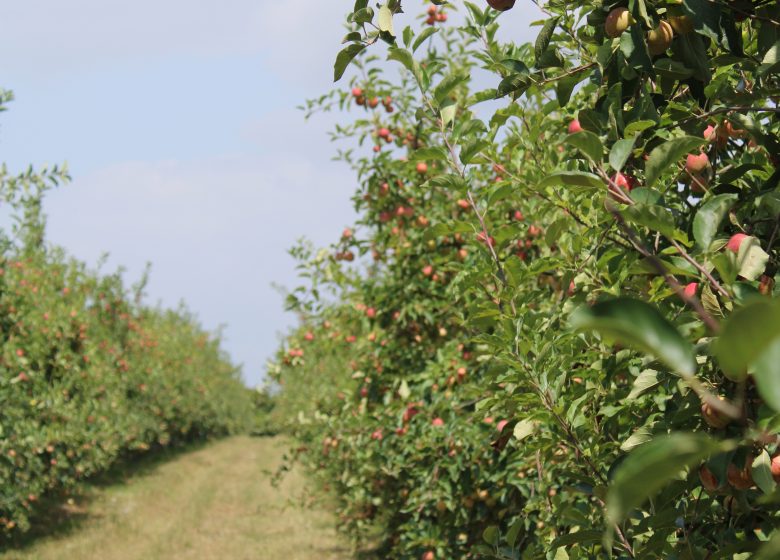 Cueillette de fruits au Domaine de Brandois