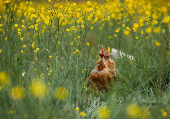LA FERME DU PETIT GRAIN