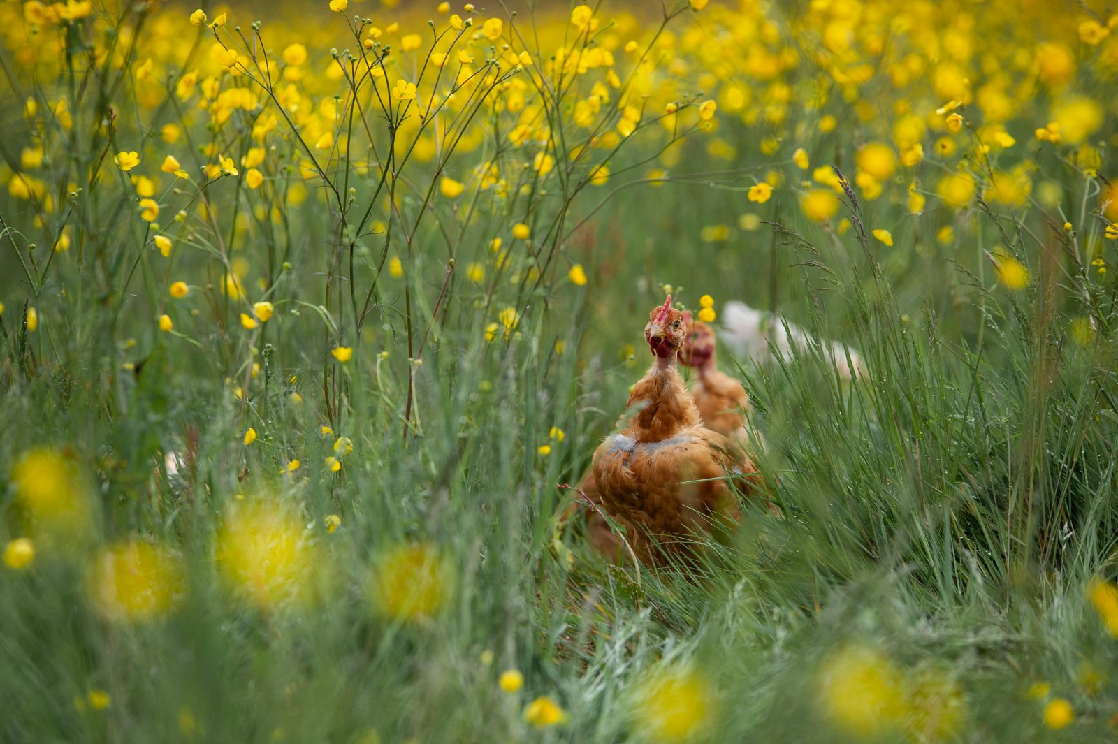 LA FERME DU PETIT GRAIN