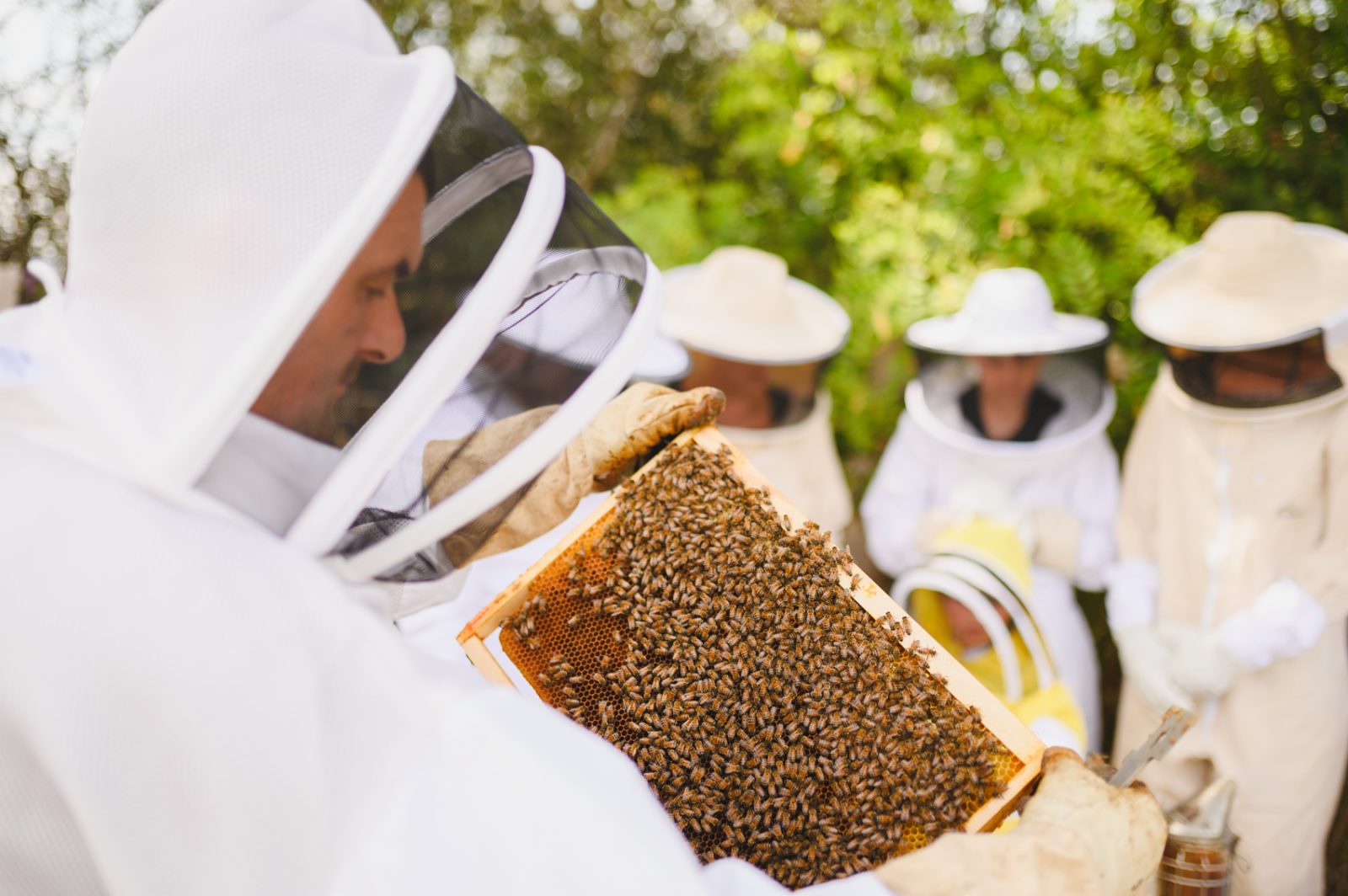 L&rsquo;Abeille Bellilocaine