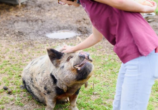 Visitez nos entreprises – Traineau Maraichage et Le Potager des Z&rsquo;Animaux