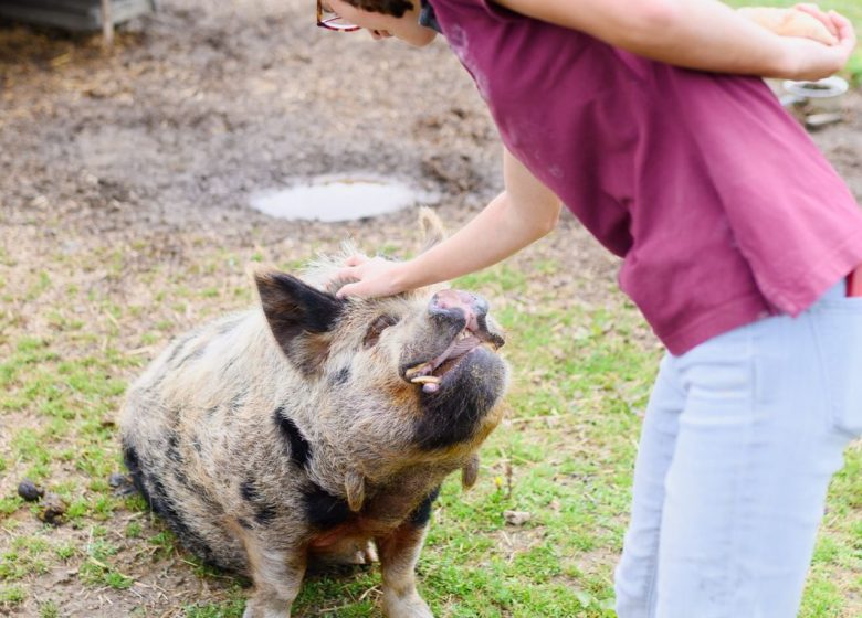 Visitez nos entreprises – Traineau Maraichage et Le Potager des Z&rsquo;Animaux