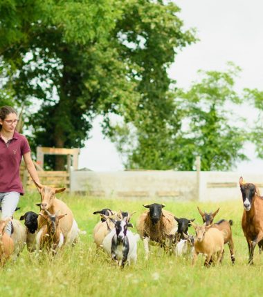 Visitez nos entreprises – Traineau Maraichage et Le Potager des Z&rsquo;Animaux