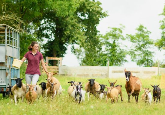 Visitez nos entreprises – Traineau Maraichage et Le Potager des Z&rsquo;Animaux