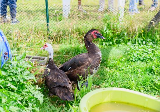 Le Potager des Z’Animaux