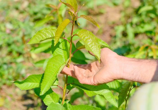 L’OASIS DE MATHIEU