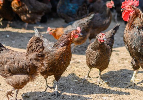 L’OASIS DE MATHIEU