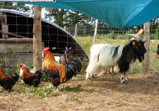 Le Potager des Z’Animaux