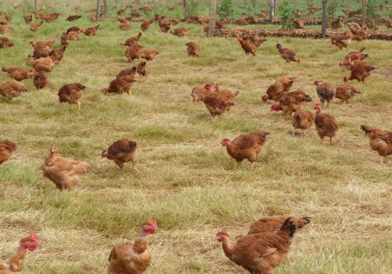 LA FERME DU PETIT GRAIN
