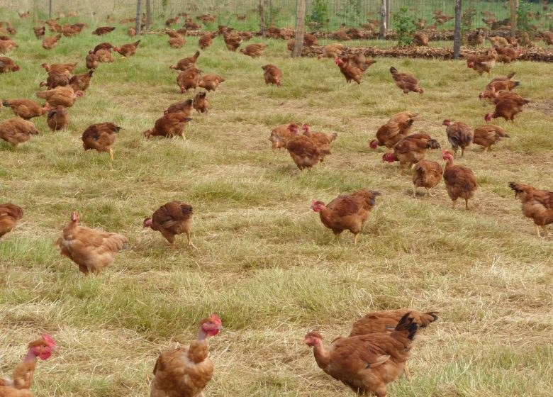 LA FERME DU PETIT GRAIN