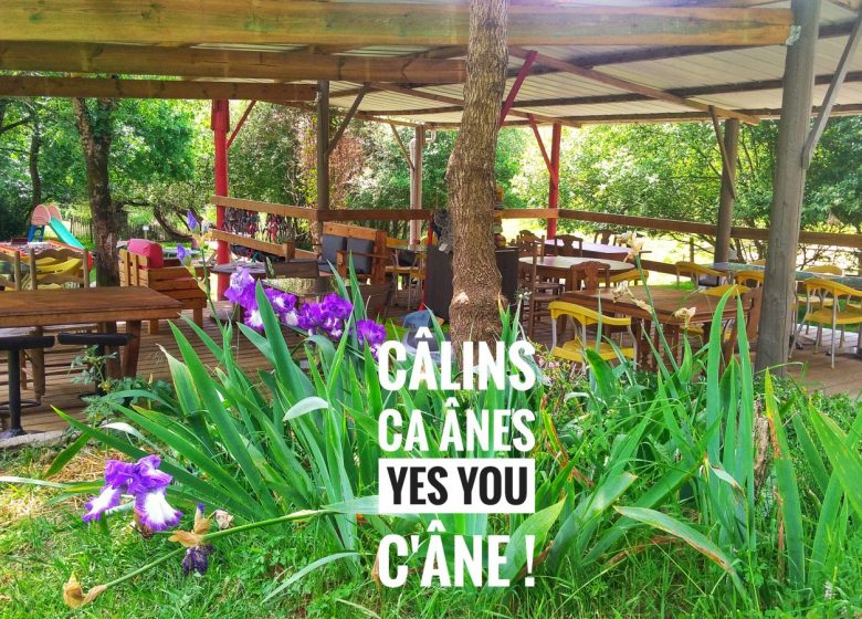 CALINS CA-ÂNES