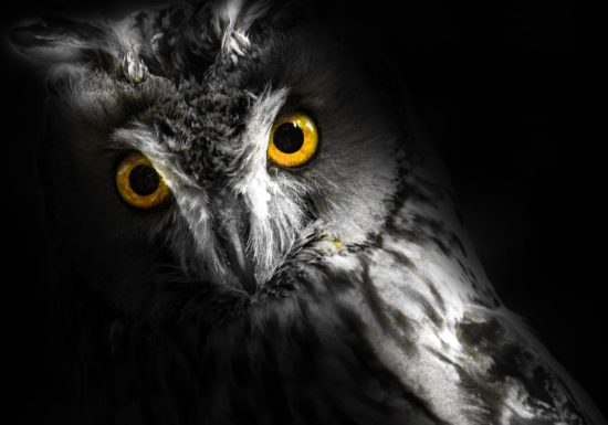 Sortie nature – Monde de la nuit