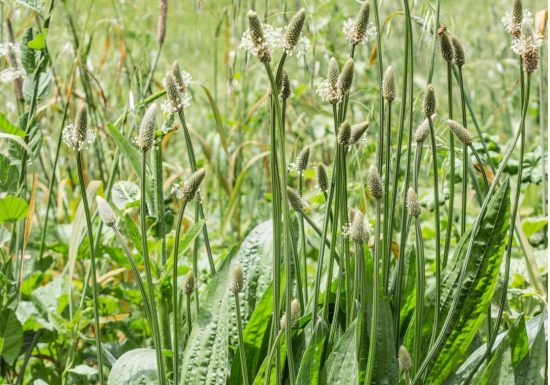 Sortie nature – Millefeuilles