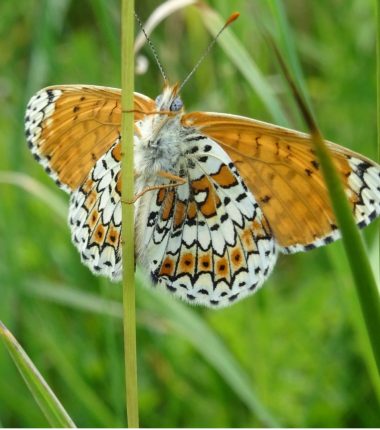 Sortie nature – Insectes à vue