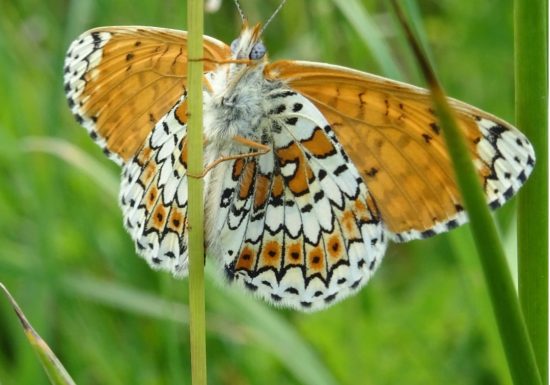 Sortie nature – Insectes à vue