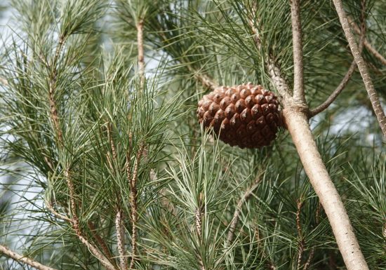 Sentier du Bois Neuf
