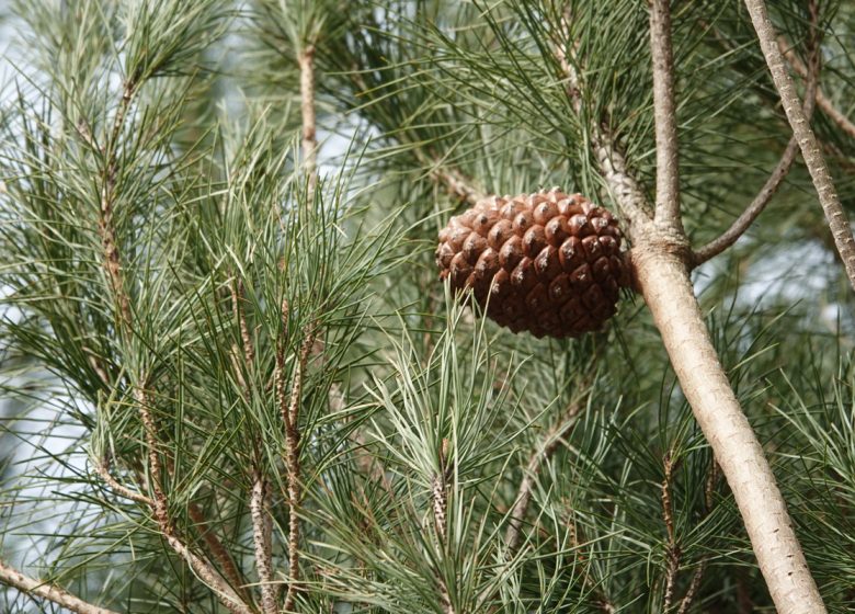 NIEUWE HOUTEN TRAIL