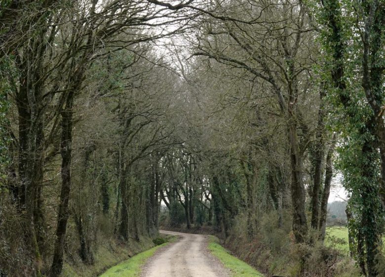 SENTIER DU BOIS NEUF