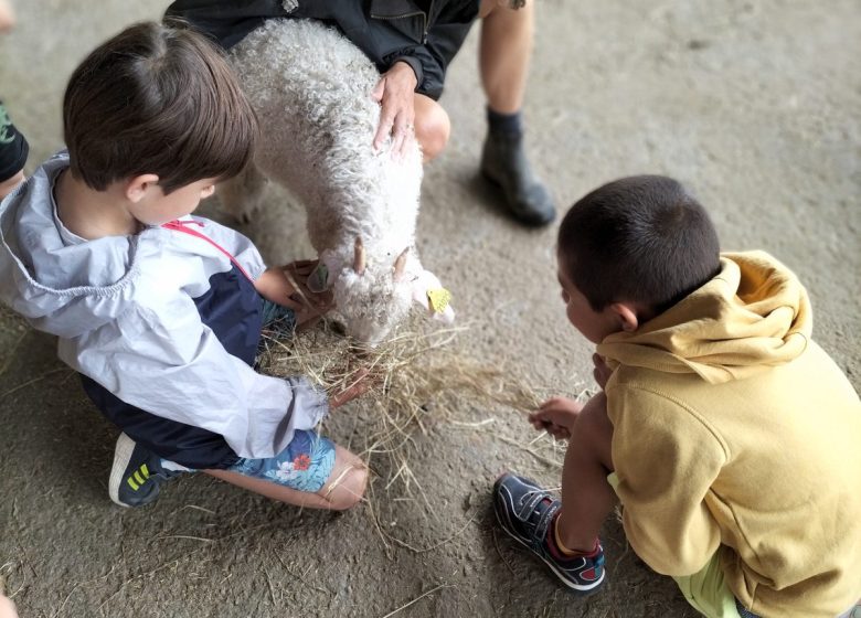 Visites producteurs – Mohair des Quatre Saisons