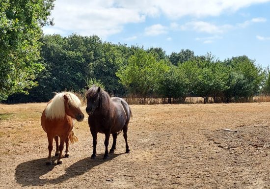 Visites producteurs – Ferme des Caliméros