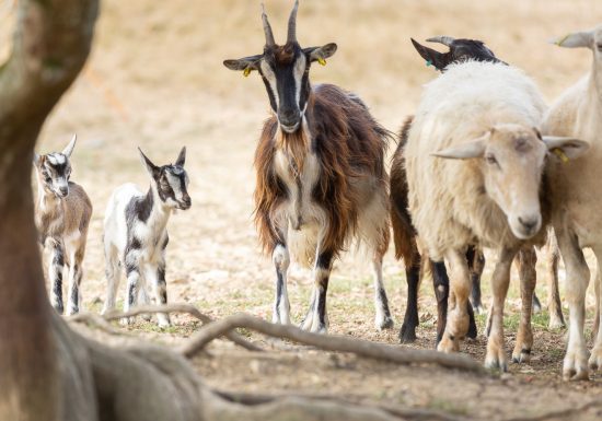 LA FERME DE LA CHANCELIERE