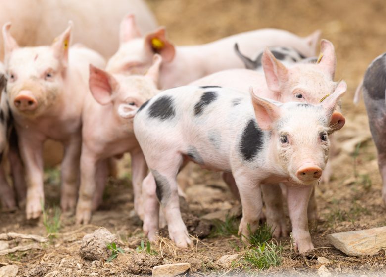 Visites producteurs – Les Vergers de la Malvergne