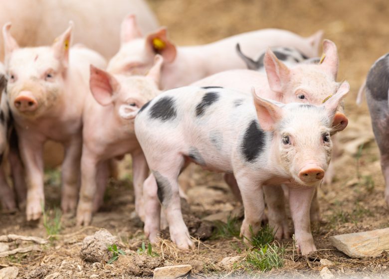 PRODUCER VISITS – FERME DU GRAND BOIS