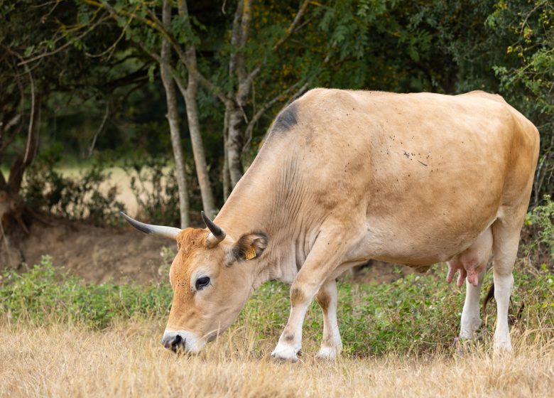 LA FERME DU GRAND BOIS