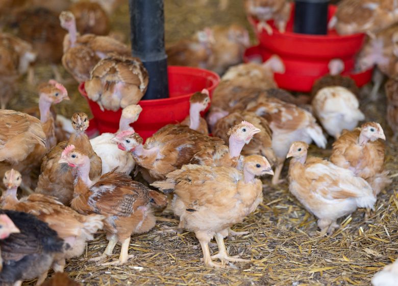 Visites producteurs – Ferme du Petit Grain