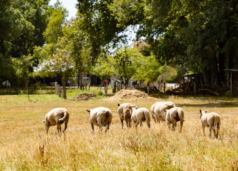 Visites producteurs – Ferme du Petit Grain