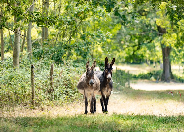 PRODUCENTBEZOEKEN – PETIT GRAIN BOERDERIJ