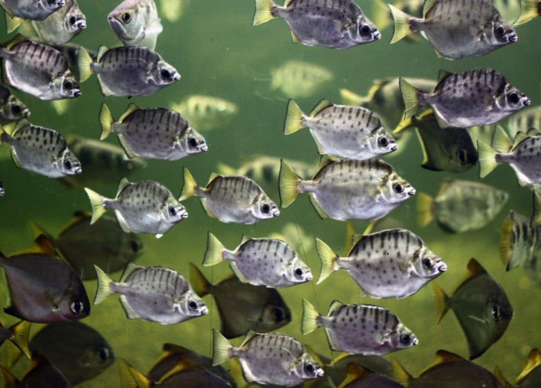 AQUARIUM DE VENDÉE