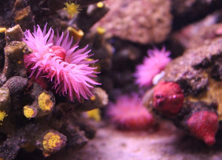 VENDEE AQUARIUM