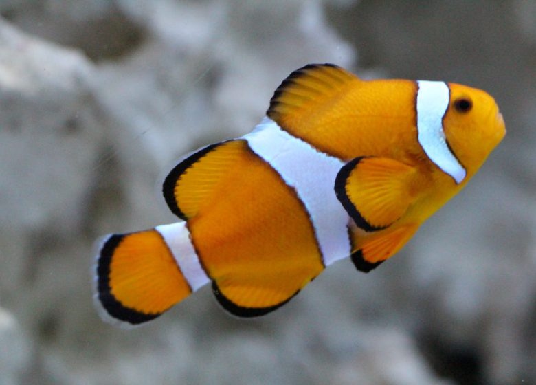 AQUARIUM DE VENDÉE