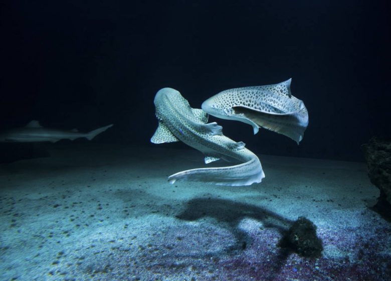 AQUARIUM DE VENDÉE