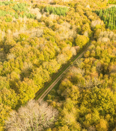FORÊT DE SAINTE FLAIVE DES LOUPS