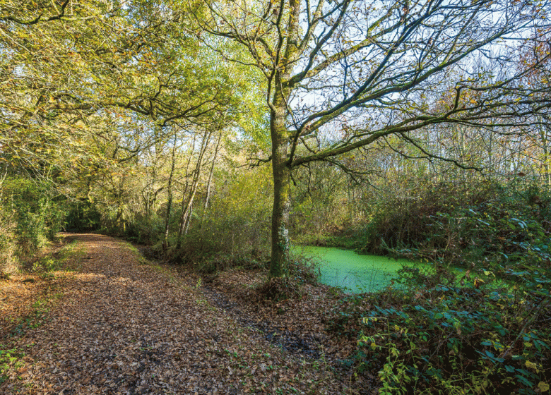 WALD VON SAINTE FLAIVE DES LOUPS