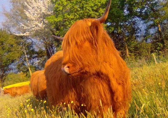 ÉLEVAGE DES ARONDES