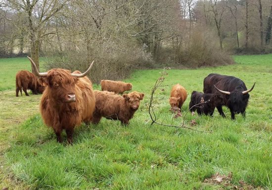 ÉLEVAGE DES ARONDES