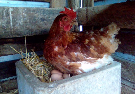 ÉLEVAGE DES ARONDES