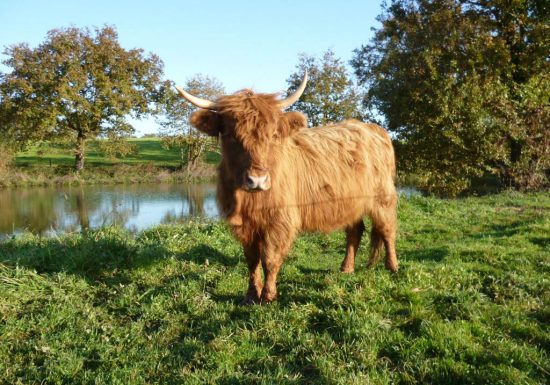 ÉLEVAGE DES ARONDES