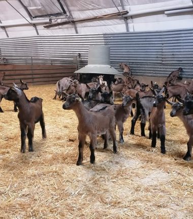 Visites producteurs – Fromagerie Pierrette