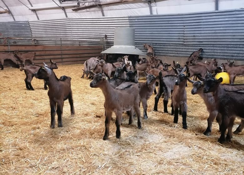 Visites producteurs – Fromagerie Pierrette