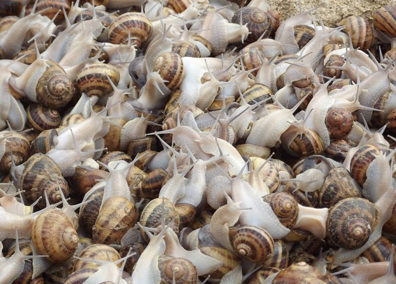 LENTE OP DE BOERDERIJ “HELIX GOURMET”.