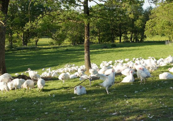 FERME DE LA GRANGE PERCHÉE