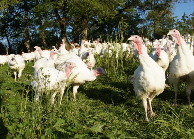 FERME DE LA GRANGE PERCHÉE