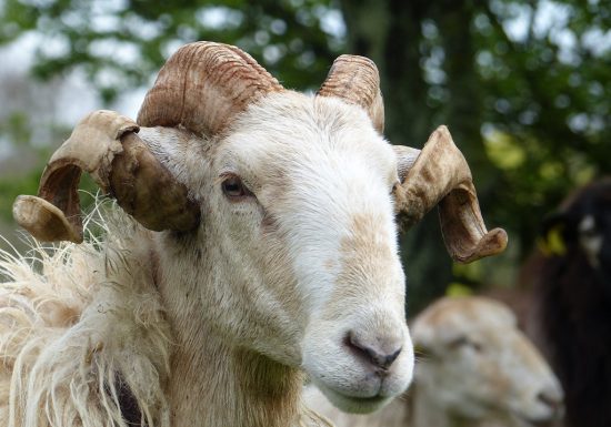 LA FERME DE LA CHANCELIERE