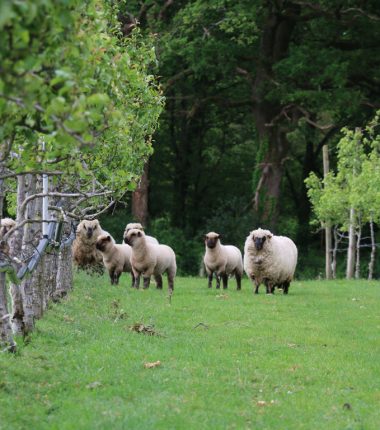 LES VERGERS DE LA BRUNETIERE
